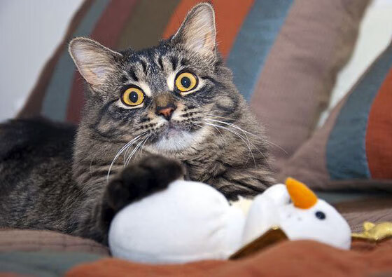 中国篮球联赛观众满意度调查分析,篮球比赛中观众的规则