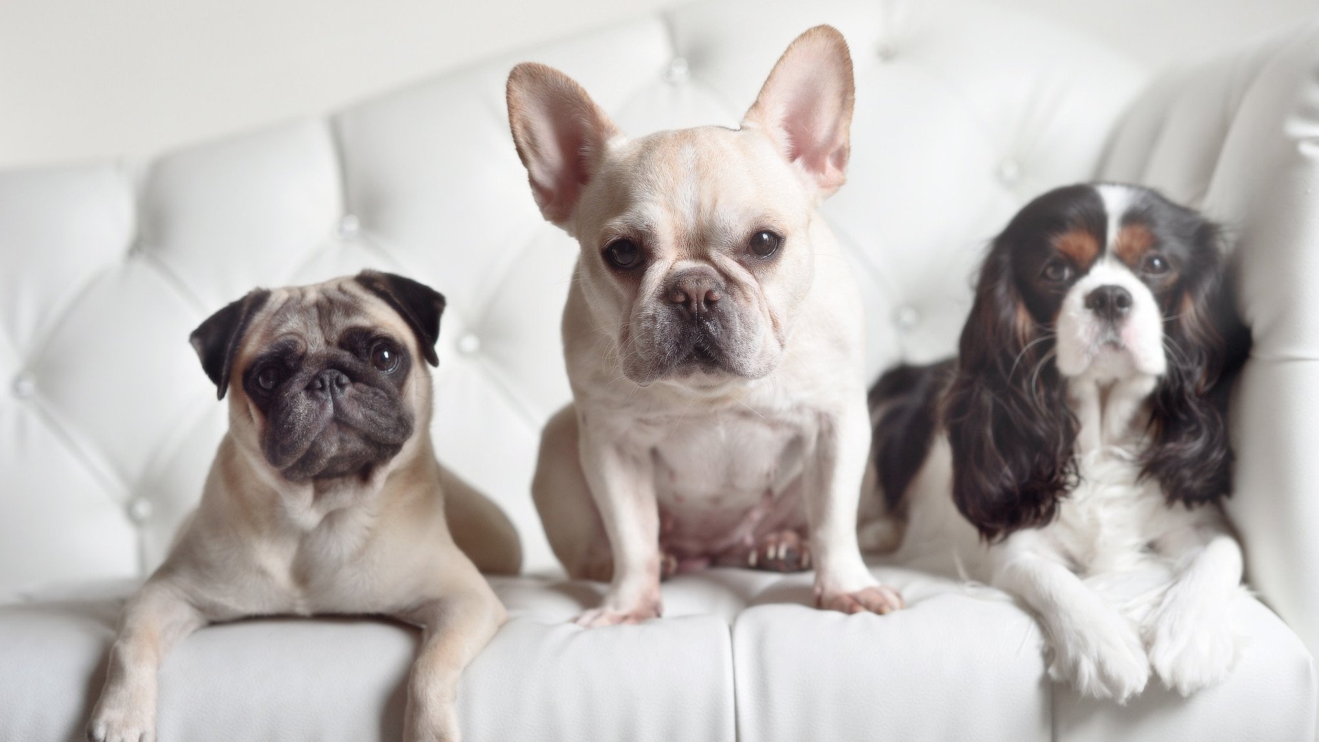 NBA联盟裁判员心理素质培养方案优化,篮球裁判员精神