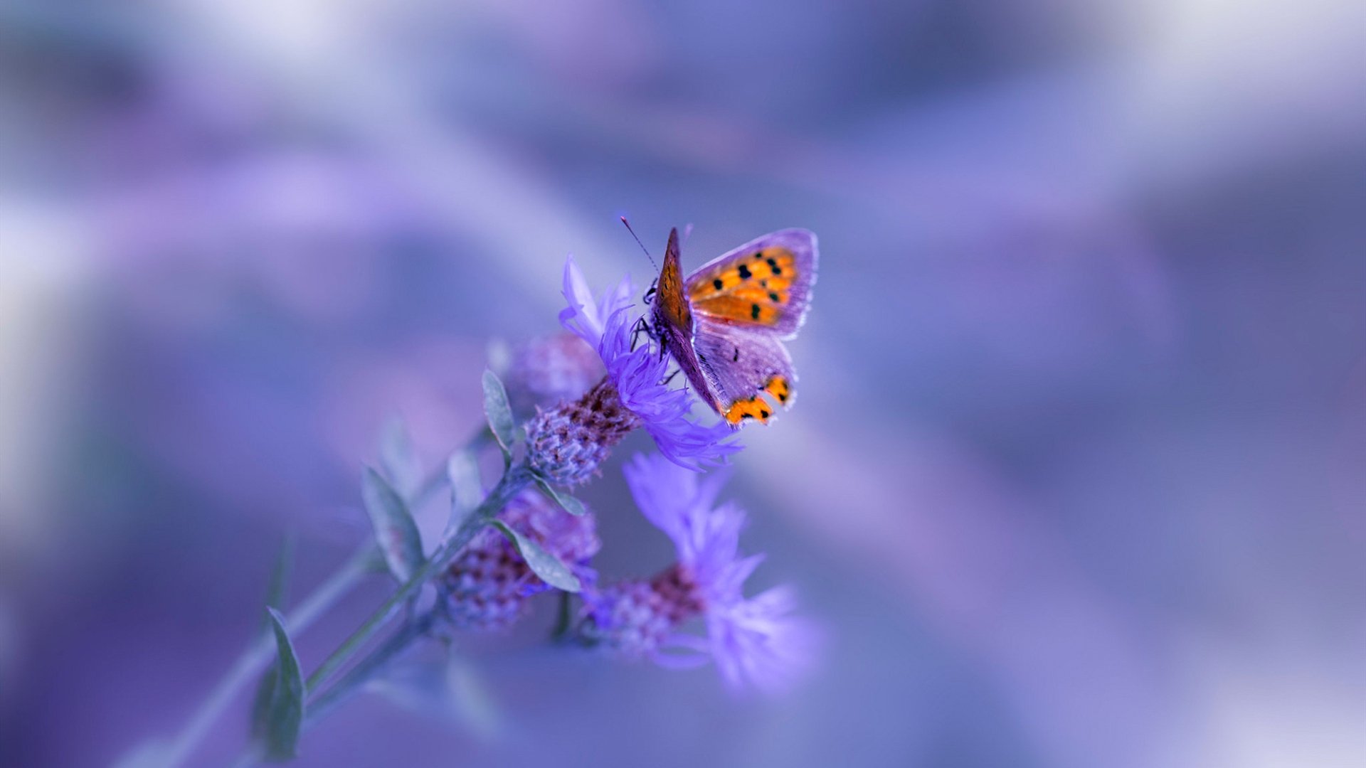 世俱杯决赛提前预演：两强激烈碰撞，世俱杯集锦